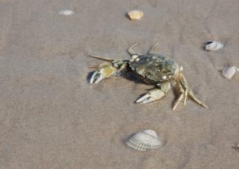 Cos’è il granchio crocifisso e quali sono i rischi di questa nuova …