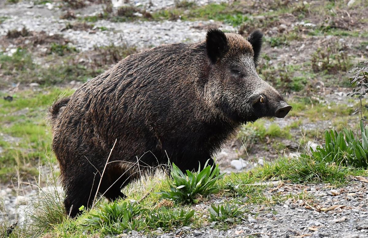 Peste suina, trovati cinghiali morti vicino a Salerno: c’è preoccup…