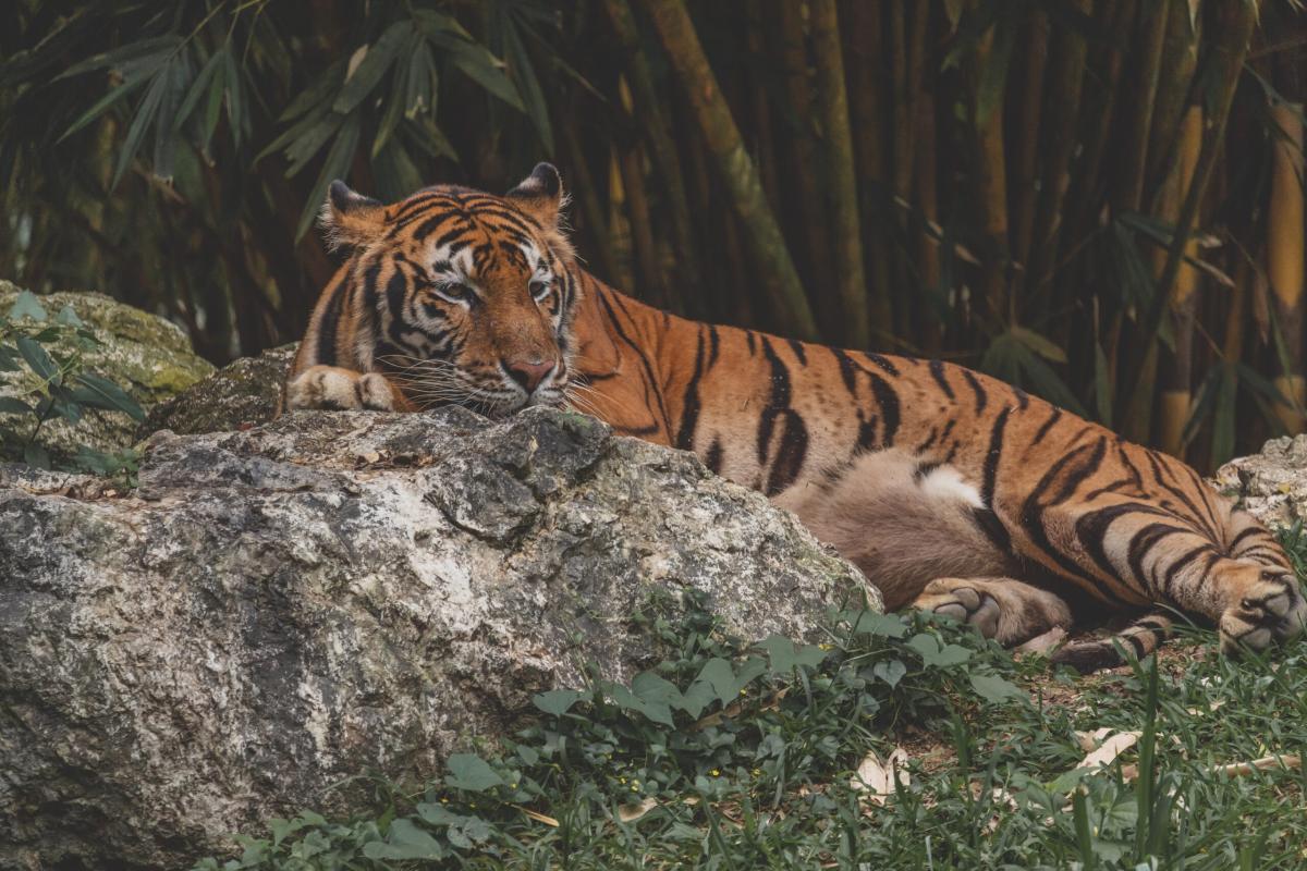 Coprifuoco per attacchi di tigre, centinaia di persone in casa in I…