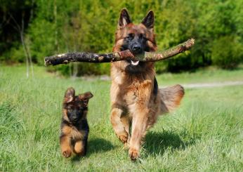 Come fare la toeletta al cane in casa: i passaggi