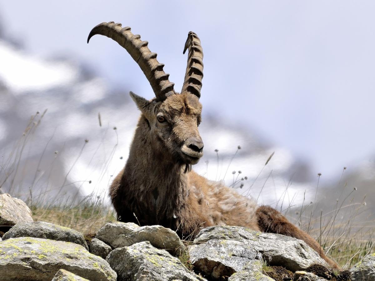 Natura. Il 3 marzo la Giornata Internazionale della Natura Selvatica