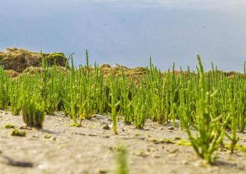 Ricette con la salicornia: ecco come cucinare l’asparago di mare