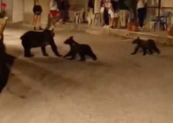 Orsa Amarena, cuccioli dispersi: le ultime notizie