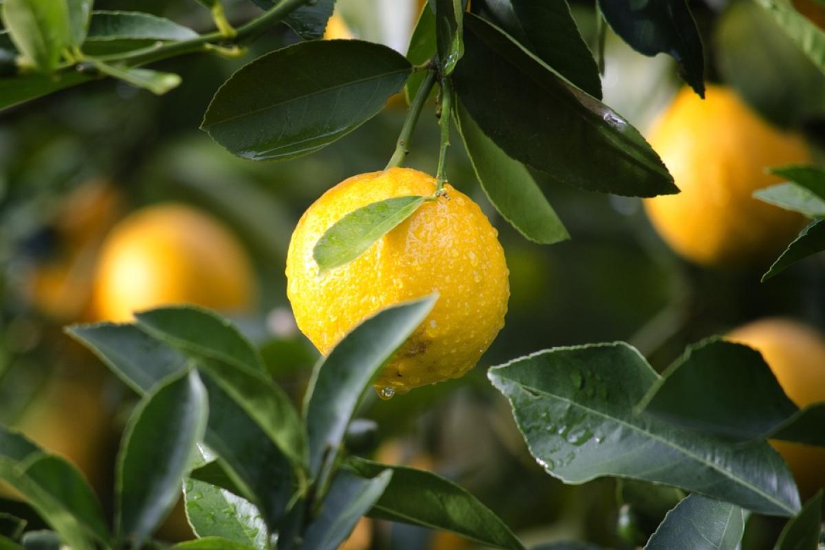 Quando si pota il limone? Ecco il periodo ideale