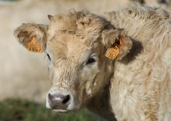 Tubercolosi bovina: cos’è, come si manifesta e quali sono i rischi …