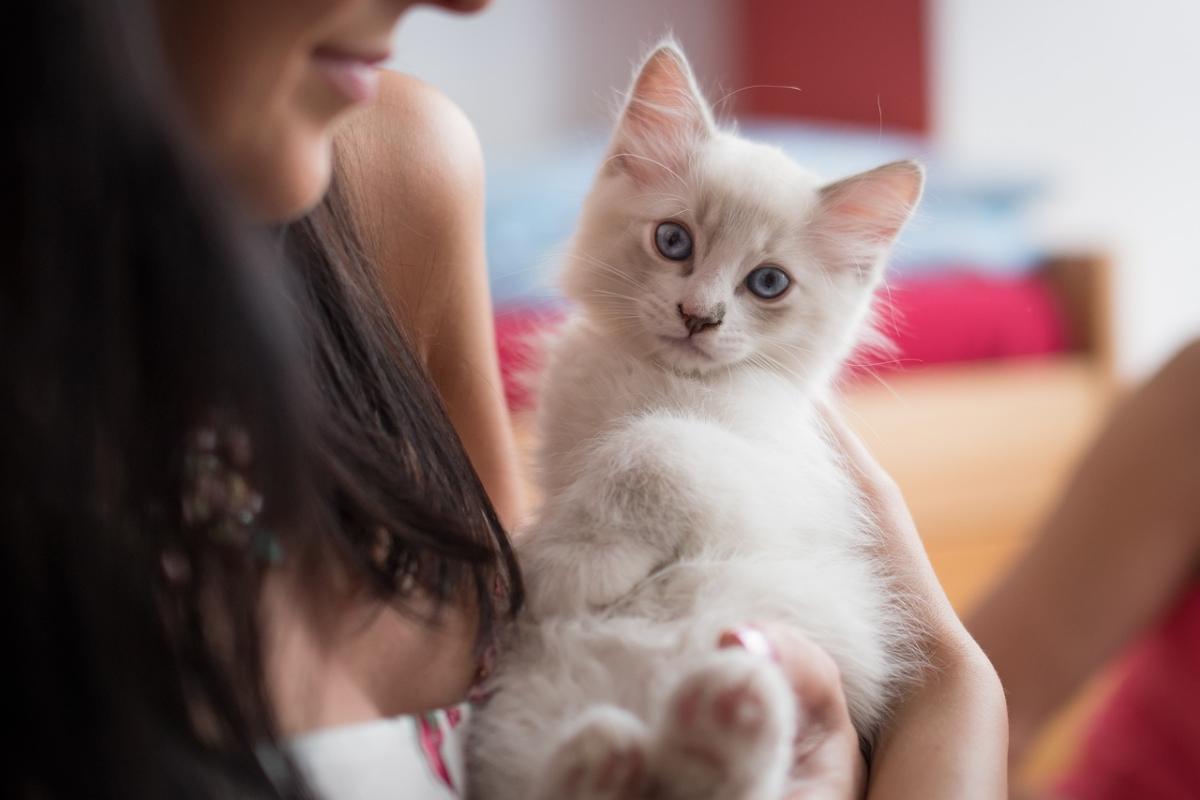 Come capire se il mio gatto mi vuole bene? Ecco i segnali del suo amore per te