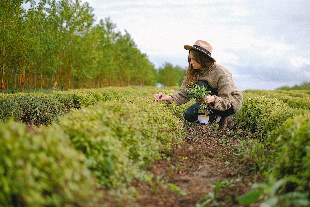 Green Jobs: quali sono i lavori sostenibili che salveranno il pianeta