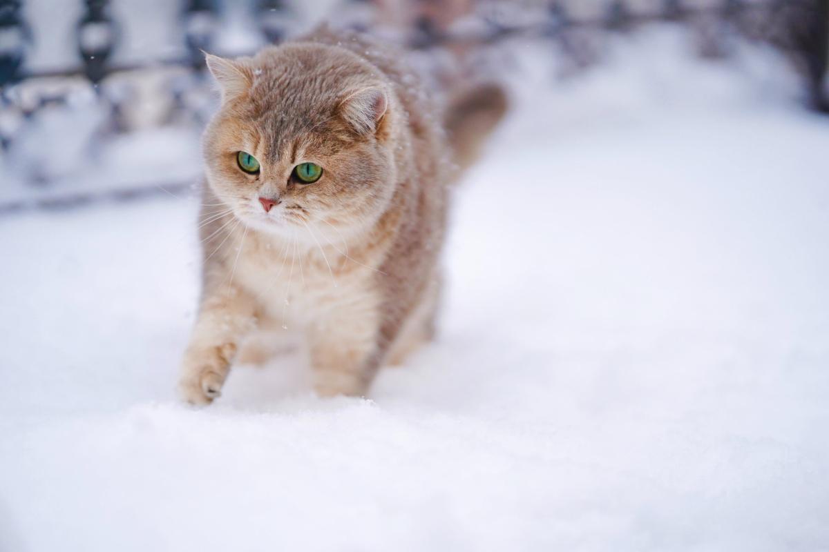 Buongiorno buon martedì freddo invernale: frasi e immagini che scaldano il cuore