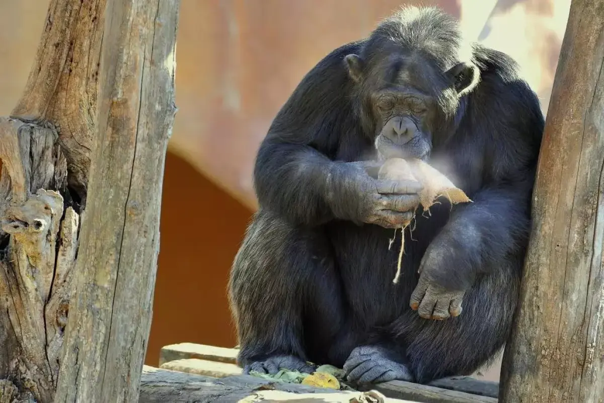 Mamma scimpanzé e cucciolo, l’emozionante primo abbraccio