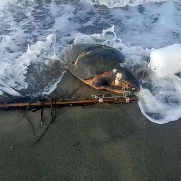 8 luglio, Giornata internazionale del Mar Mediterraneo