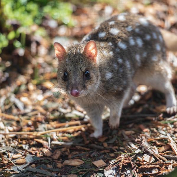 Quoll in via di estinzione: non dormono per fare sesso