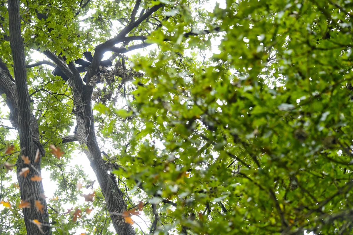 Terzolas (Trento), 69enne travolto da un albero che stava tagliando