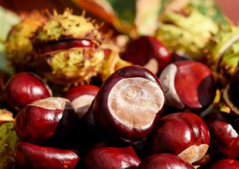 Castagne per capelli fragili e rovinati: benefici, maschere e consigli