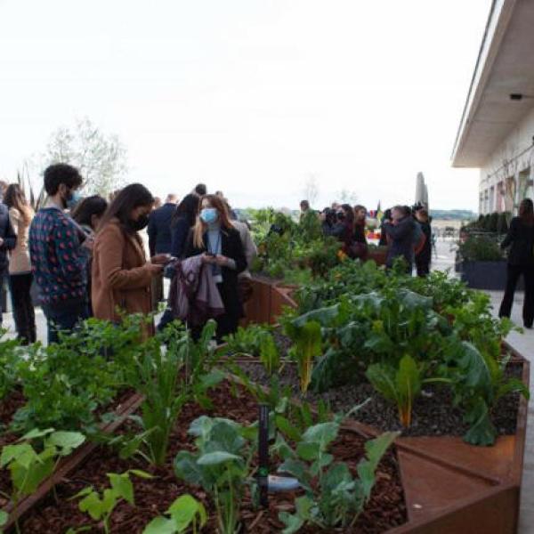 Giardino idroponico sul tetto della Fao: quali sono i vantaggi dell’agricoltura sostenibile a Roma