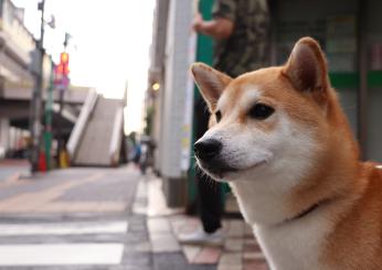 Shiba Inu: cos’è, come funziona e come potrebbe andare nel 2024