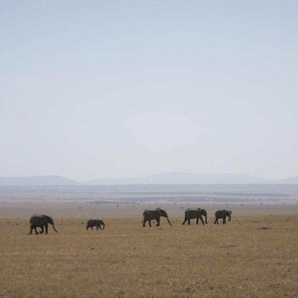 Kenya bambino sopravvissuto nella savana: disperso per cinque giorni