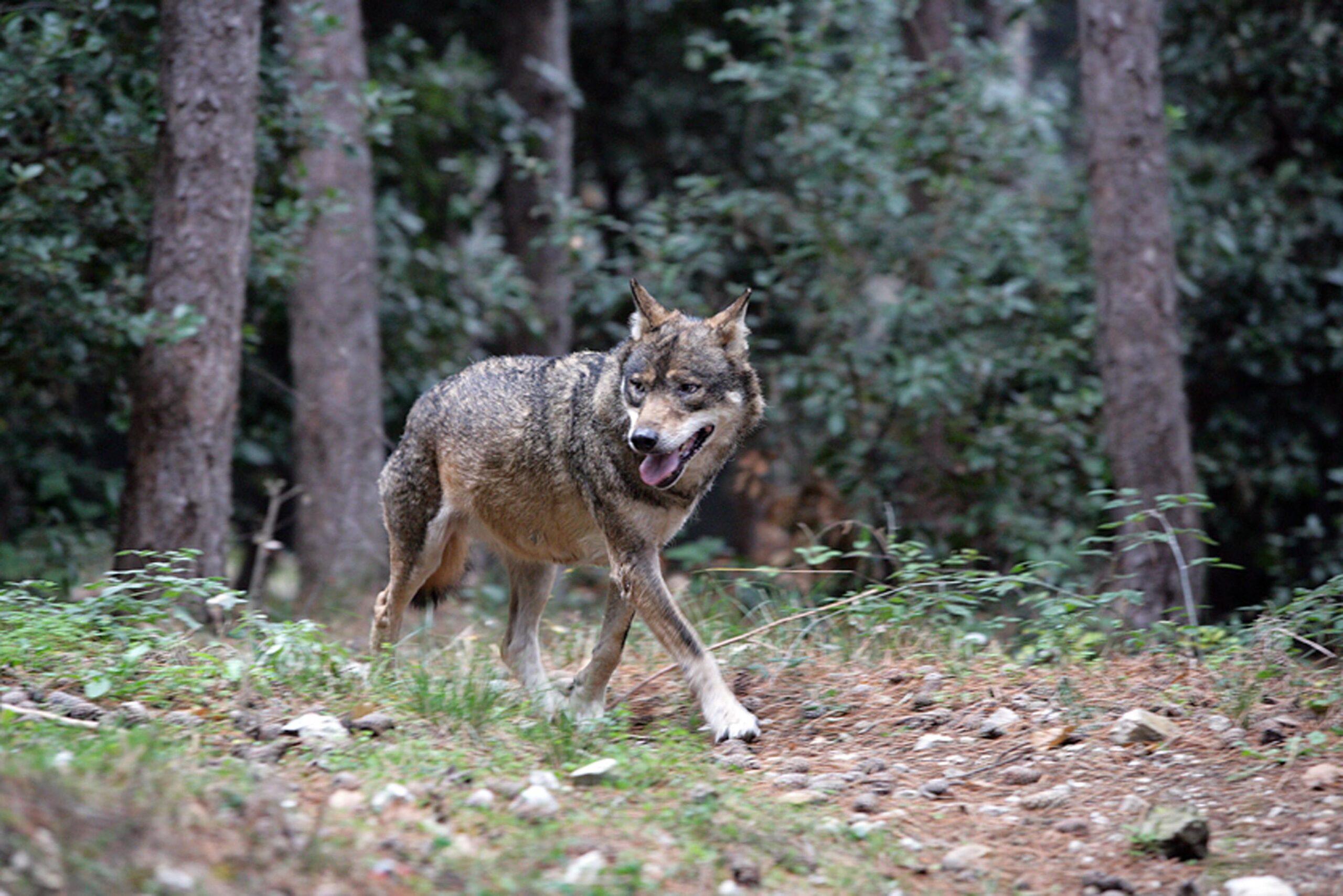 Francia, 37enne aggredita da lupi nel parco zoologico a Thoiry: è gravemente ferita