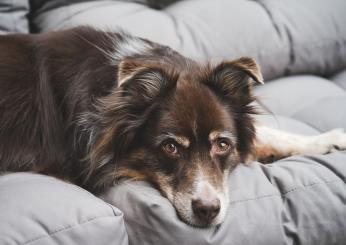 Quando è obbligatorio il vaccino antirabbico per il cane?