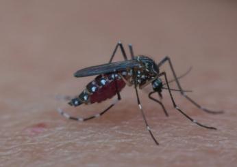 Allarme salute: esplosione dei casi di West Nile in Italia nel 2022…