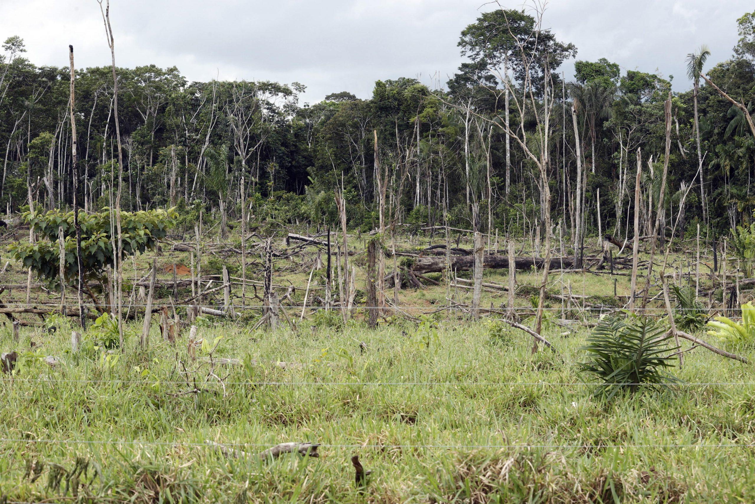 UE stop all’importazione di prodotti da deforestazione: regolamentato il commercio di caffé, legno e olio di palma