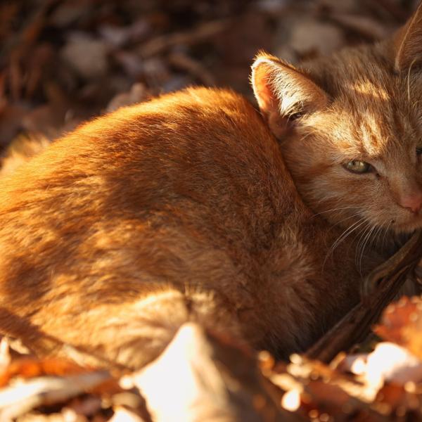 Gatto volpe della Corsica, gli scienziati: “Vive solo sull’isola”