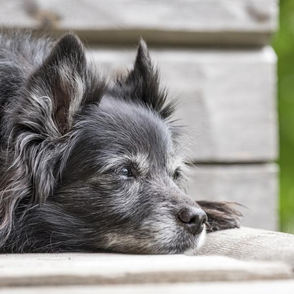 Cane anziano, qual è la giusta alimentazione? Dieta consigliata e cibi da evitare per mantenerlo in salute