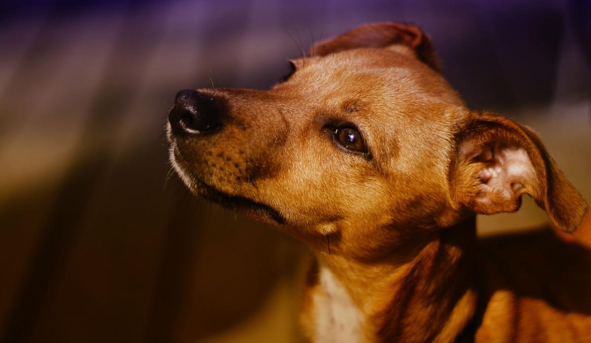 Pavia, ritrovata la cagnolina Guendalina scomparsa a Vigevano dopo un furto: i ladri l’hanno uccisa e abbandonata nel cestello della lavatrice