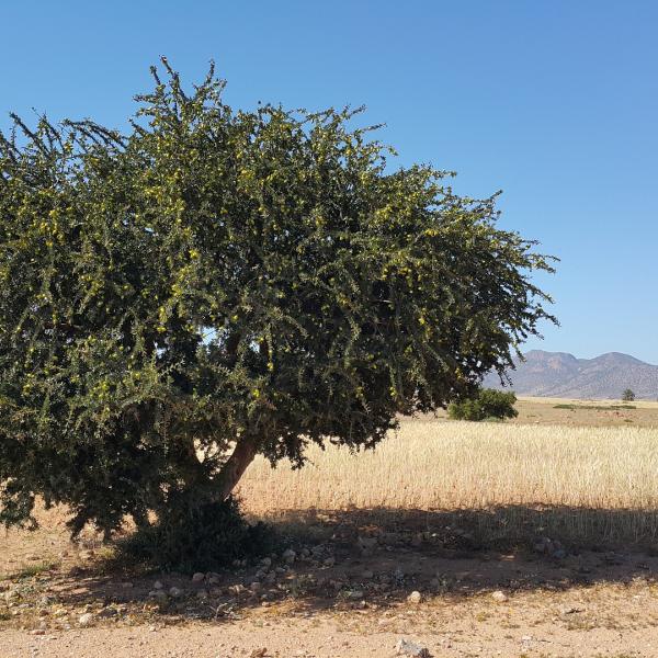 Giornata Mondiale dell’Argan: ecco i suoi benefici