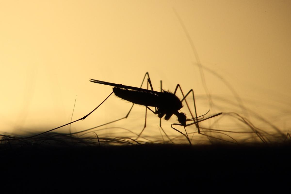 Chi sono le due donne morte colpite dal virus West Nile a Parma?