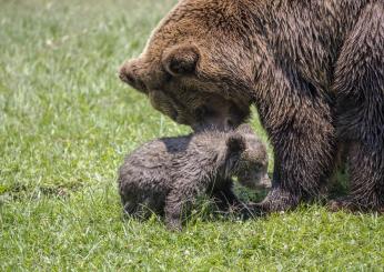 Spray anti-orso per i forestali, Ciriani: “Ok dal Ministero dell’Interno, misura già presente in molti Paesi”