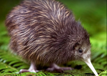 In Nuova Zelanda apre il primo ospedale dedicato ai Kiwi, l’uccello a rischio di estinzione