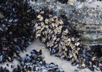 Cucina esclusiva: quanto costa il percebes al kg e come si mangia