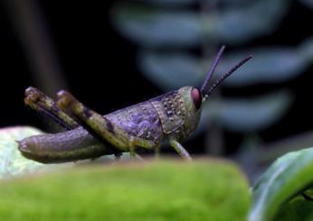 La farina di insetti fa male? Dovresti preoccuparti? Ecco gli aspetti da considerare