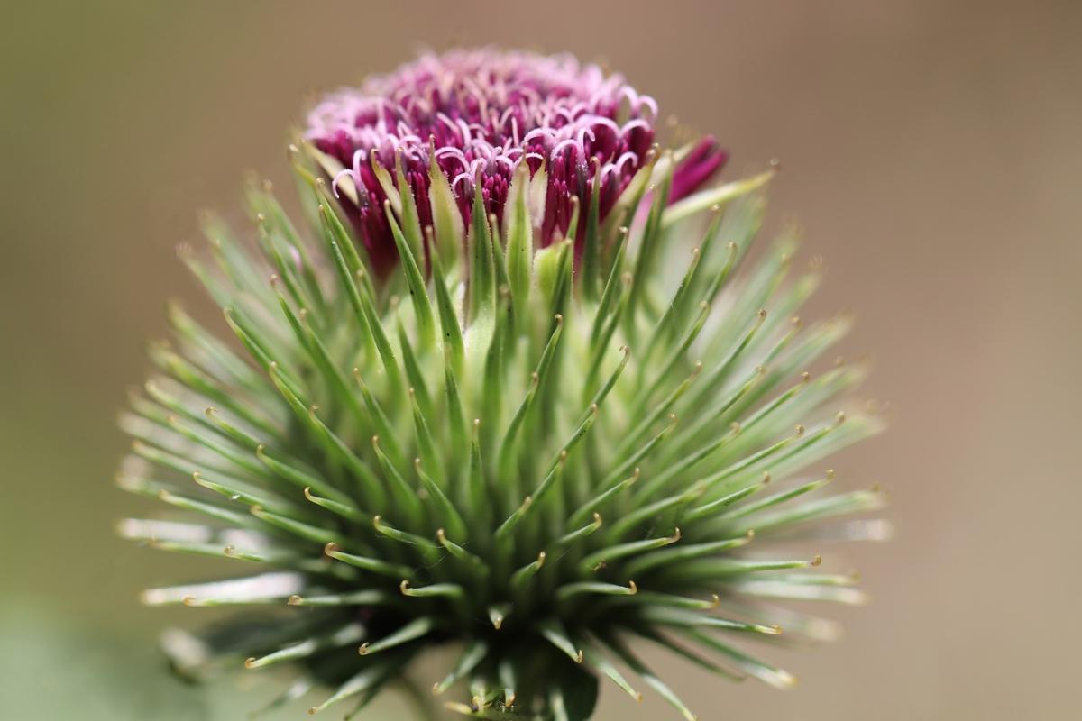 8 usi dell’olio di bardana per pelle e capelli: benefici e indicazioni