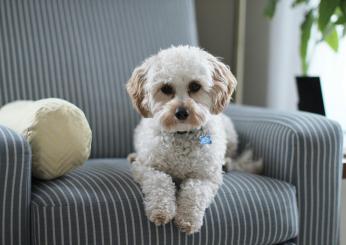 Quali sono i sintomi di alopecia del cane? Cause e cura