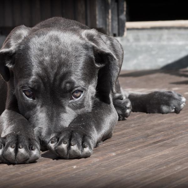 Come riconoscere i veleni per cani? Ecco cosa è letale e cosa dare a un cane avvelenato