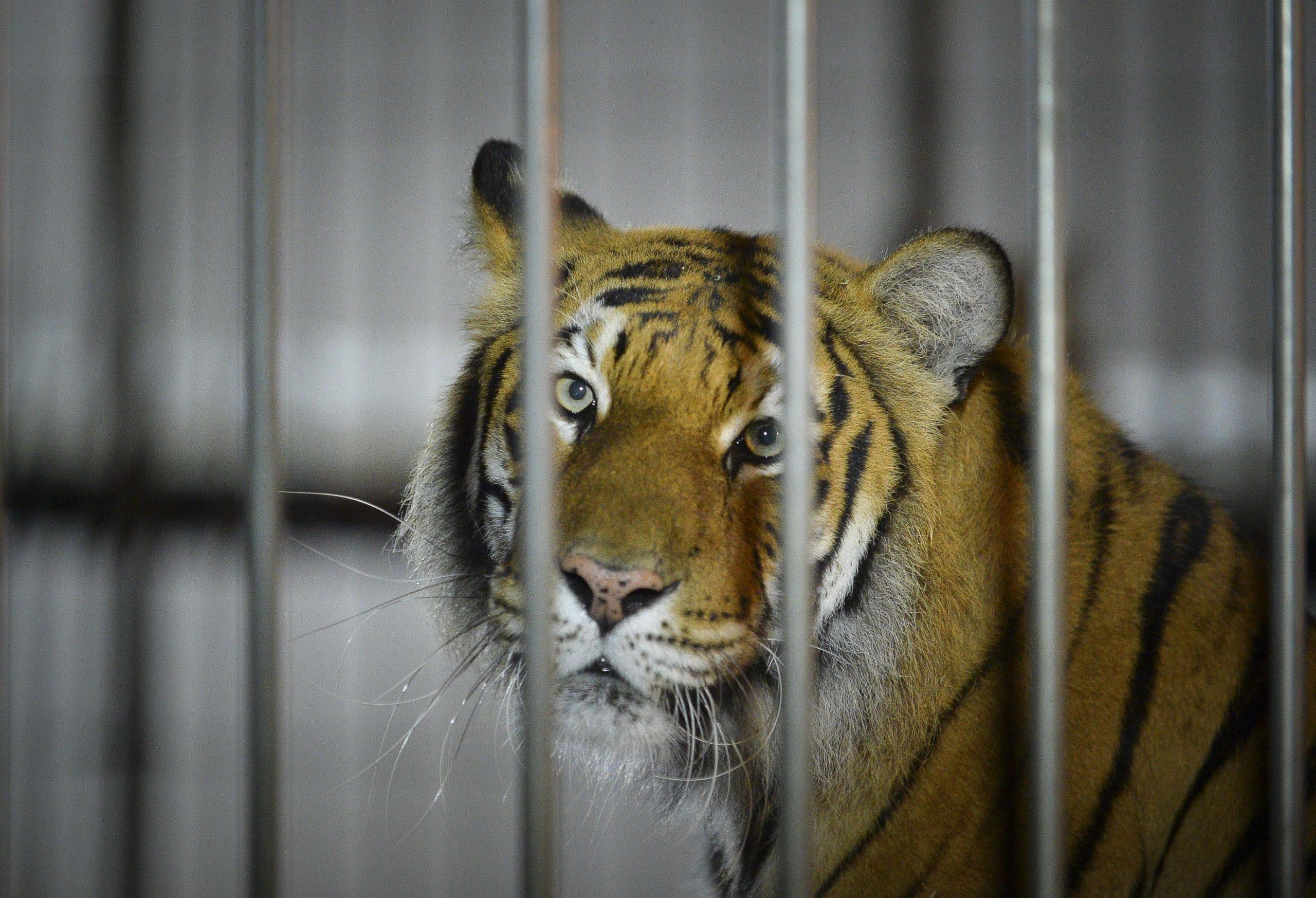 Domatore azzannato da una tigre al circo: Ivan Orfei ricoverato con gravi ferite