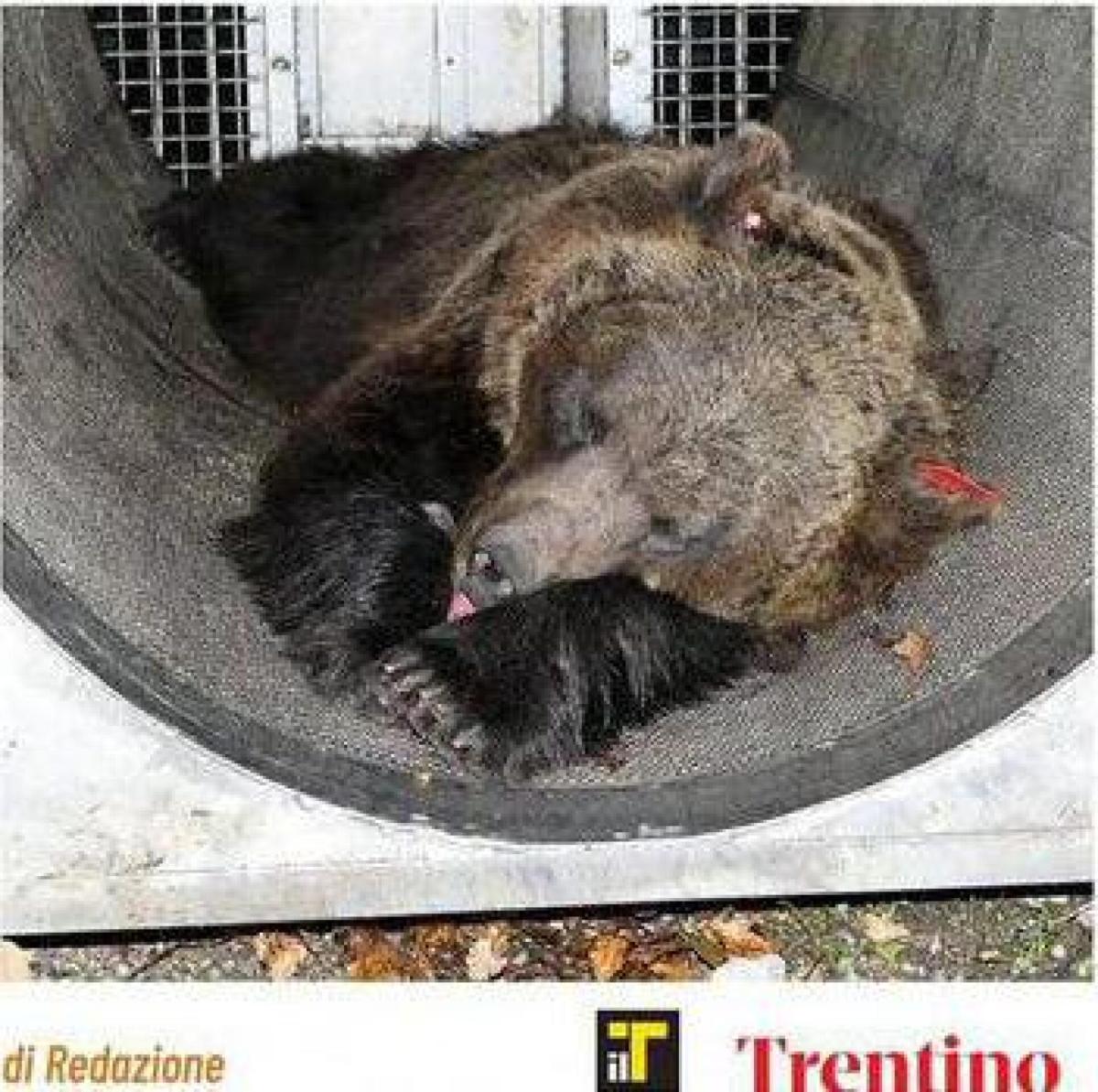 Trento, gli animalisti invadono la città: “Fugatti dimettiti, giù l…