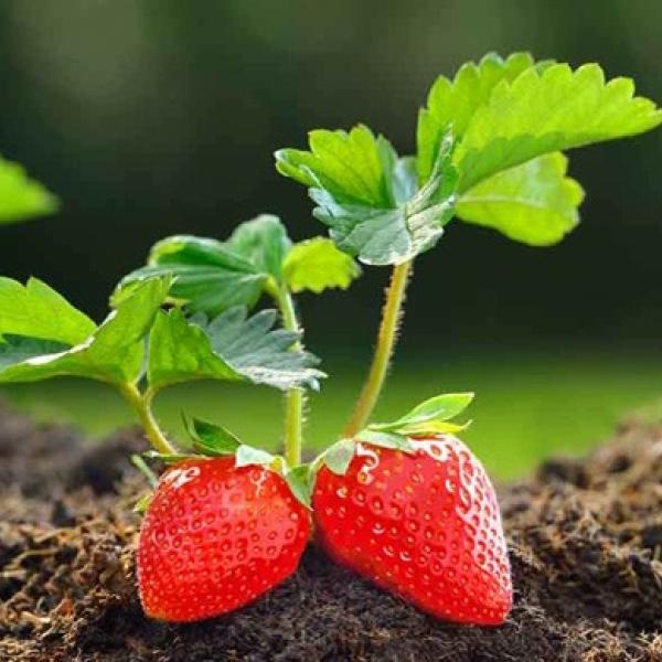 Come coltivare le fragole con l’agricoltura biologica?