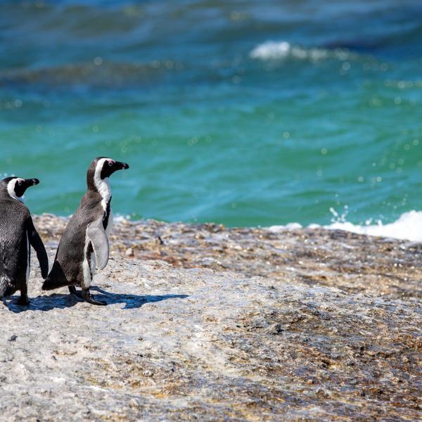 Dove si trovano i pinguini in natura nel mese di ottobre: 4 posti da raggiungere subito