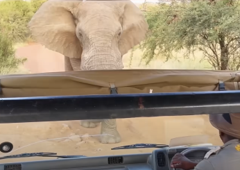 Sudafrica, turista americana uccisa da un elefante in Zambia