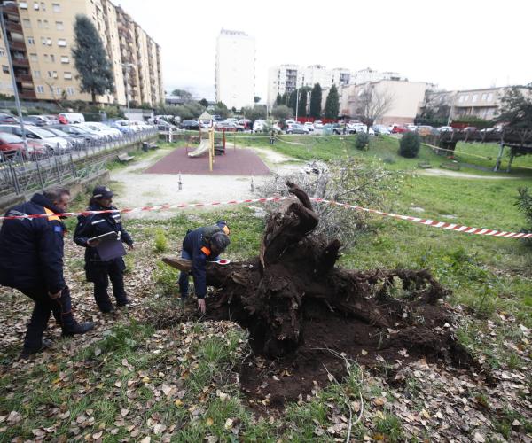 Francesca Ianni morta colpita da un albero a Roma,  grave l’amica: illesi i tre figli della vittima