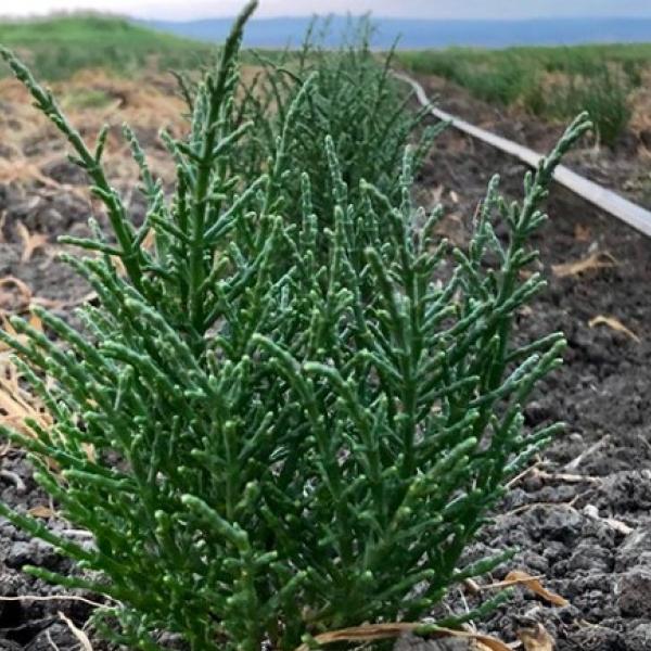 Salicornia: dove si compra e quanto cosa l’asparago di mare?