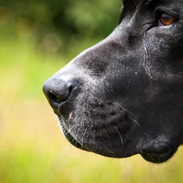 Cane bruciato a Palermo, il padrone di Aron non potrà più avere animali. Il sindaco Lagalla firma l’ordinanza estesa anche ai conviventi dell’uomo