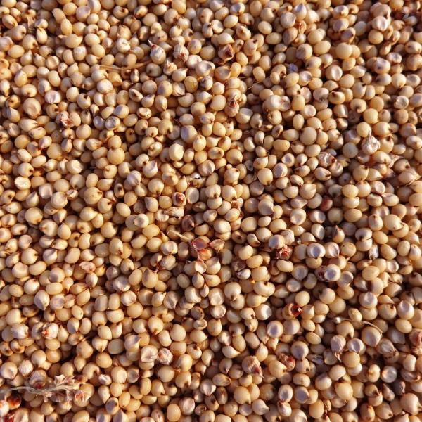 Sorgo: ricette vegane da provare