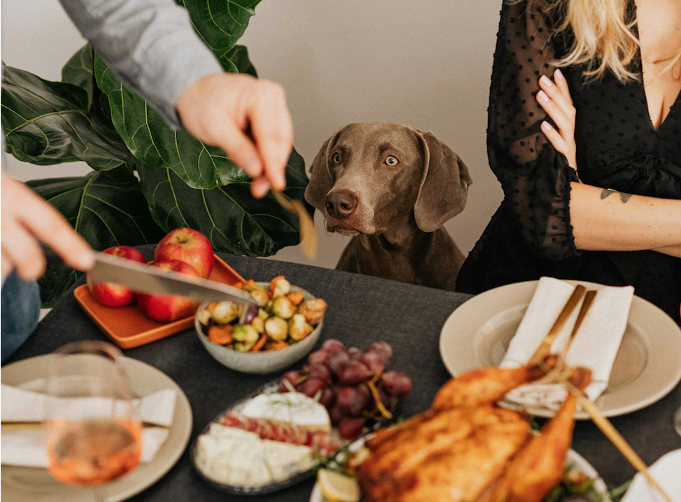 Gli avanzi del pranzo fanno male al mio cane? Quali sono i cibi ammessi e quelli vietati