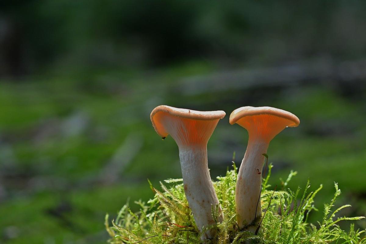 Delizie del sottobosco: le ricette con i funghi cardoncelli