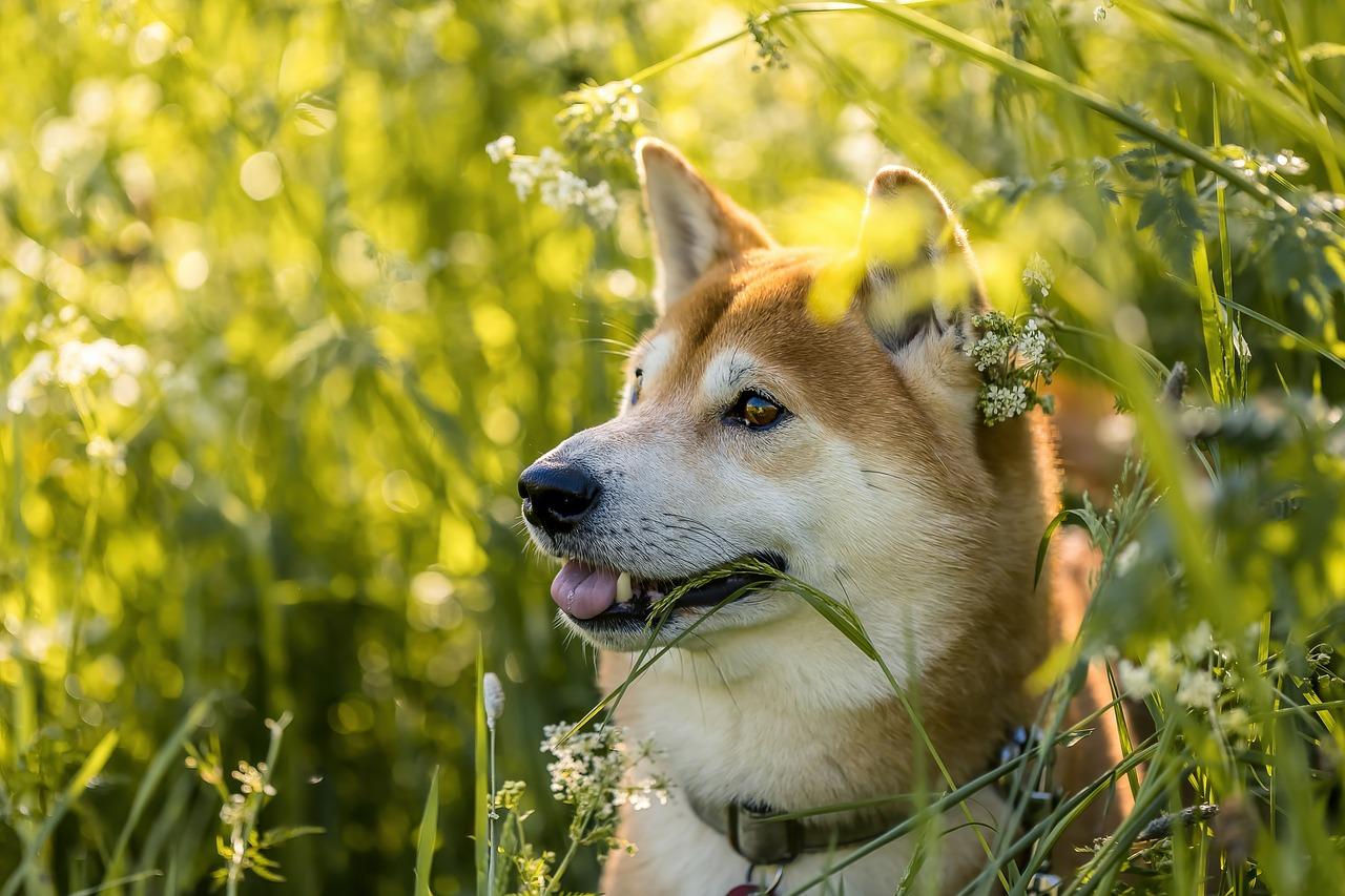 Floki Inu