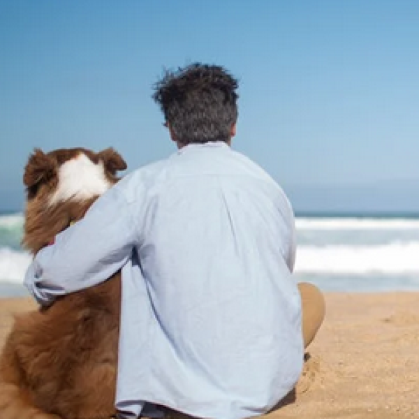 Quando è consentito portare il cane in spiaggia? Regole da rispettare e dove è vietato