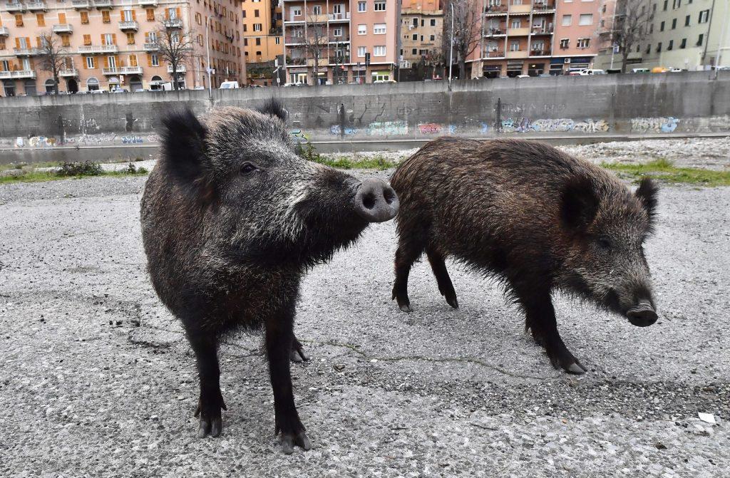 Roma, attaccata da un cinghiale mentre portava a spasso i cani